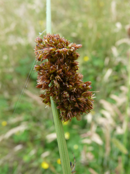 Nombreuses fleurs brunes, sessiles, groupées en une boule présente dans le tiers supérieur de la tige. Agrandir dans une nouvelle fenêtre (ou onglet)